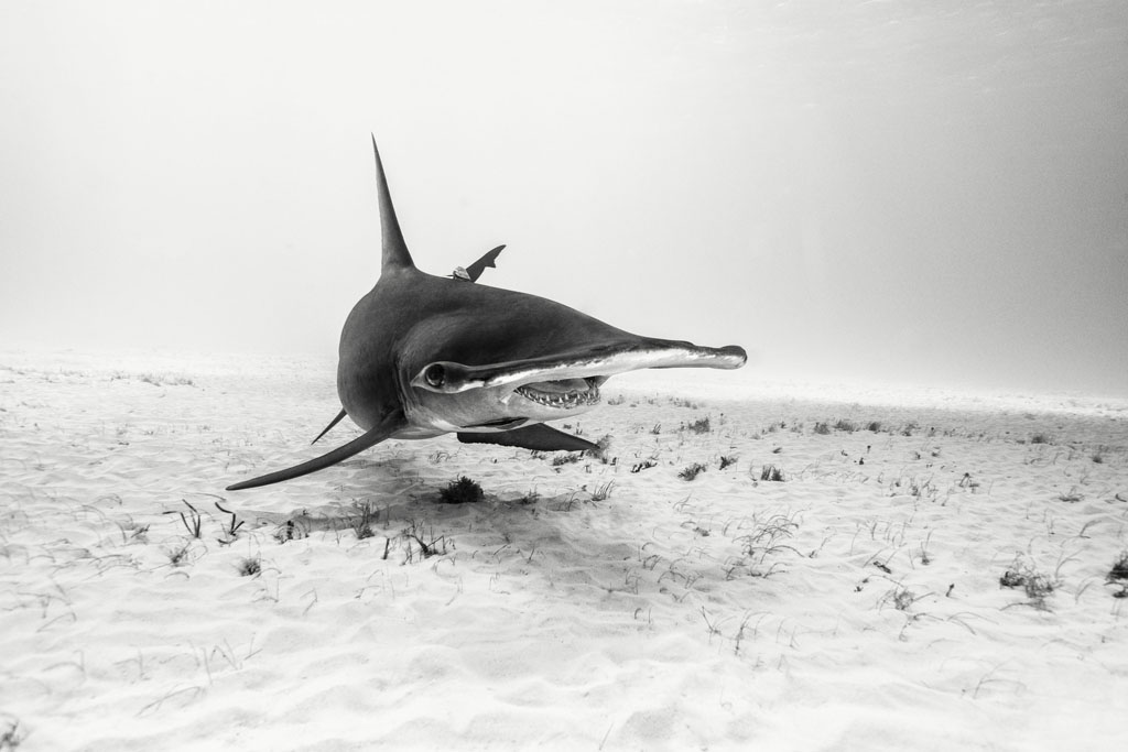 a shark image
